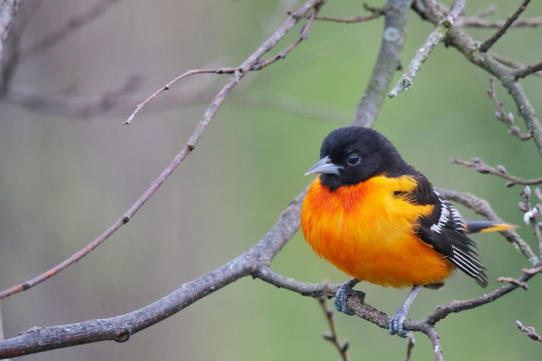 How to attract Baltimore orioles to your bird feeder - Farm and Dairy