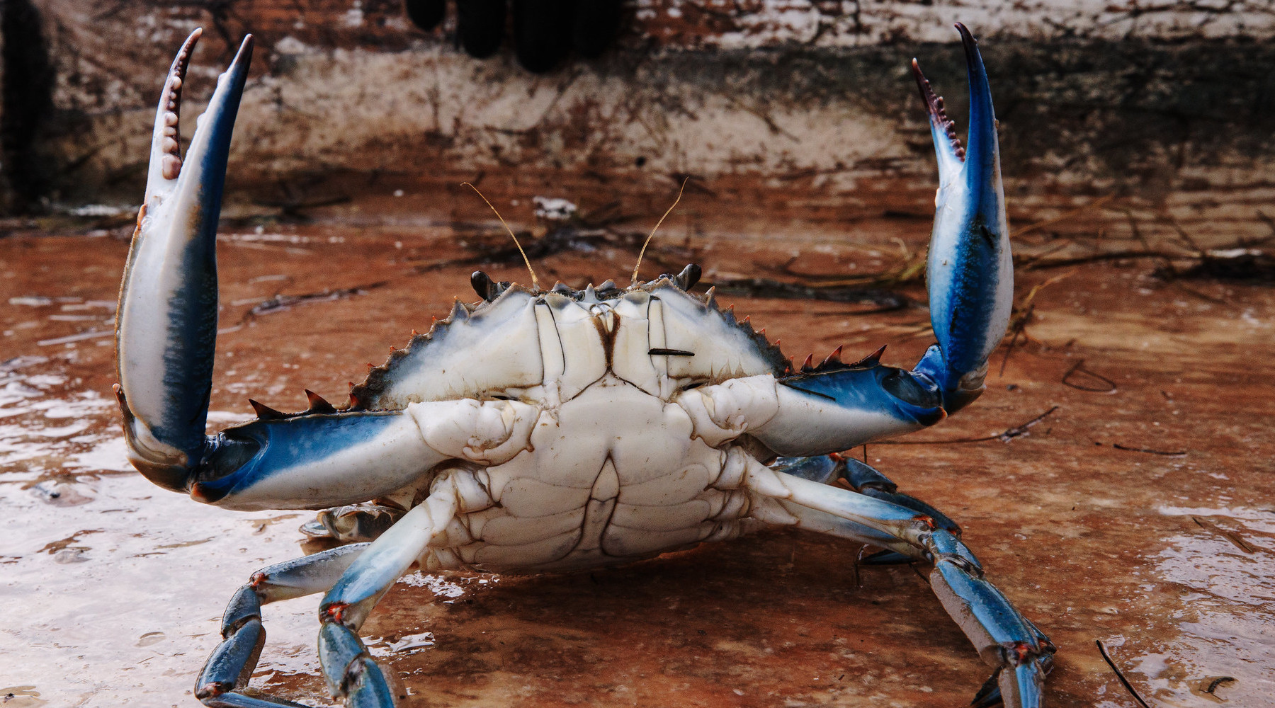 Maryland Blue Crab Restaurant